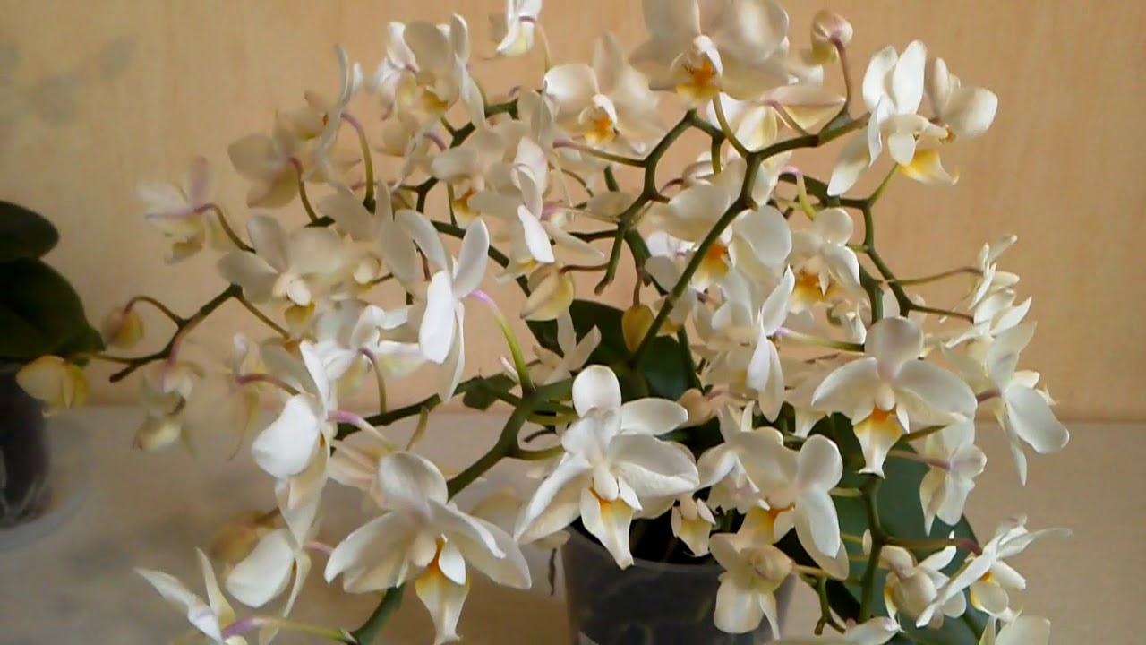 Новинка: Jungle orchid, фаленопсис Soft Cloud - 