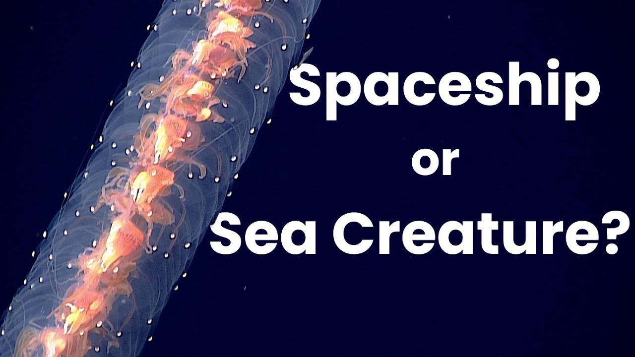 The Science Fiction Lives of Siphonophores
