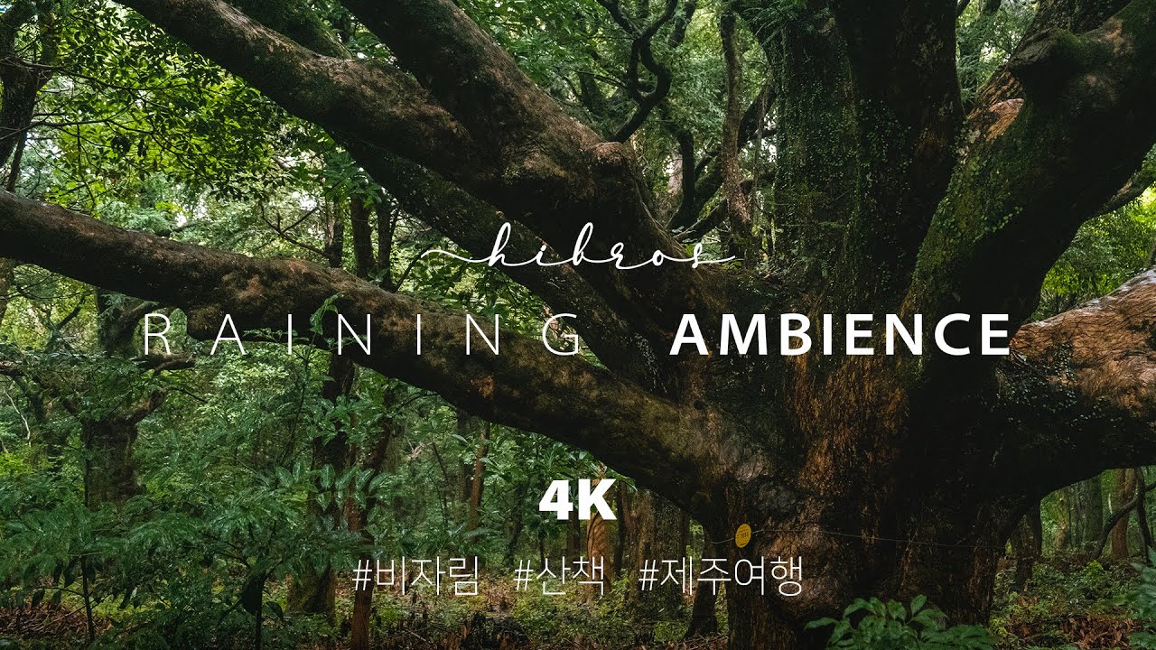 🎧 Rainy Day Walking, Forest Nature Sounds | 4K Binaural Nature ASMR Sleep & Relaxing | Jeju Island