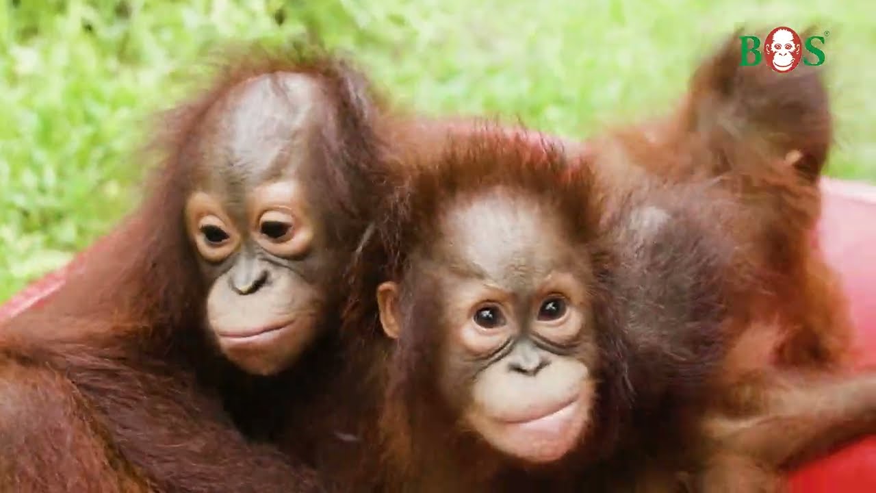 Wie betreibt man ein Orang-Utan-Rettungszentrum? | BOS | orangutan.de