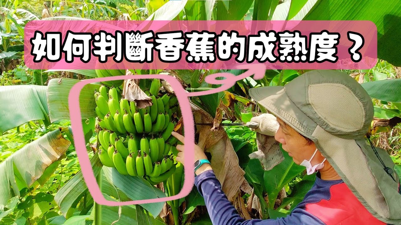 香蕉採收大揭密∣從這裡判斷香蕉成熟度!🍌