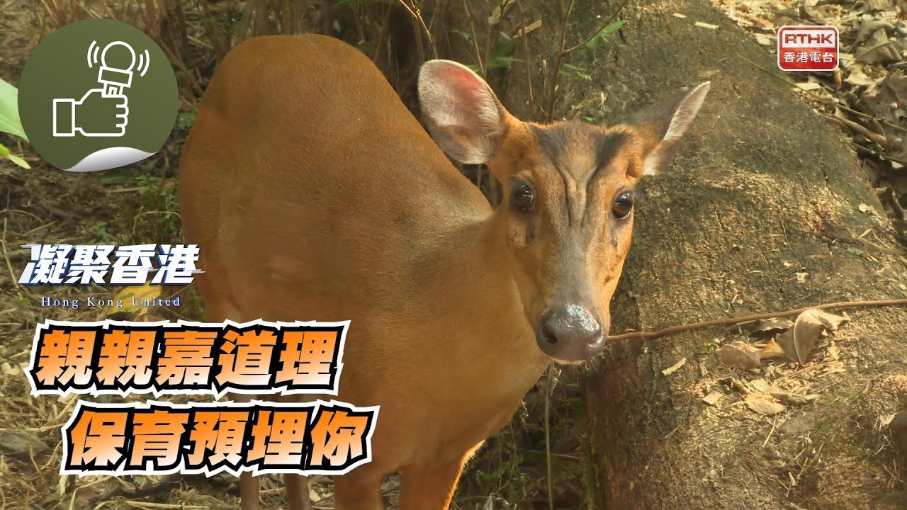 凝聚香港 - 去嘉道理農場「探病」，又探下赤麂和豹貓，和認識巨蜥