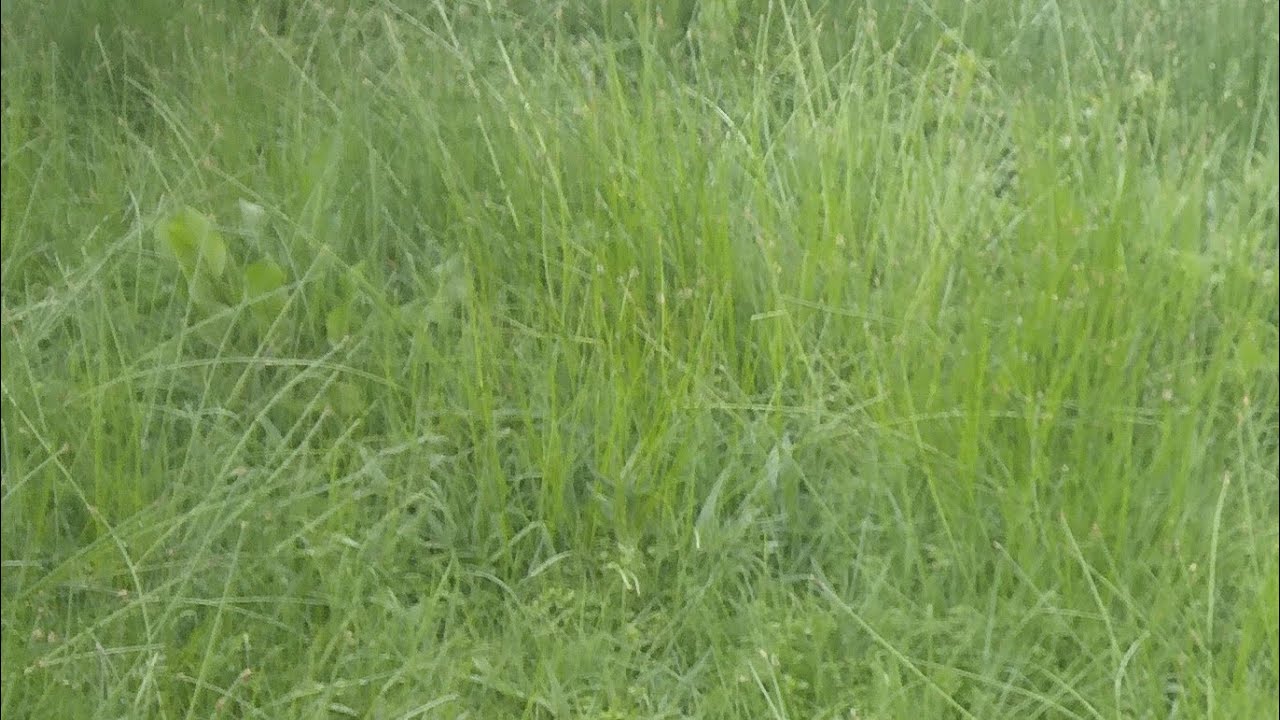 አሰላማለይኩም