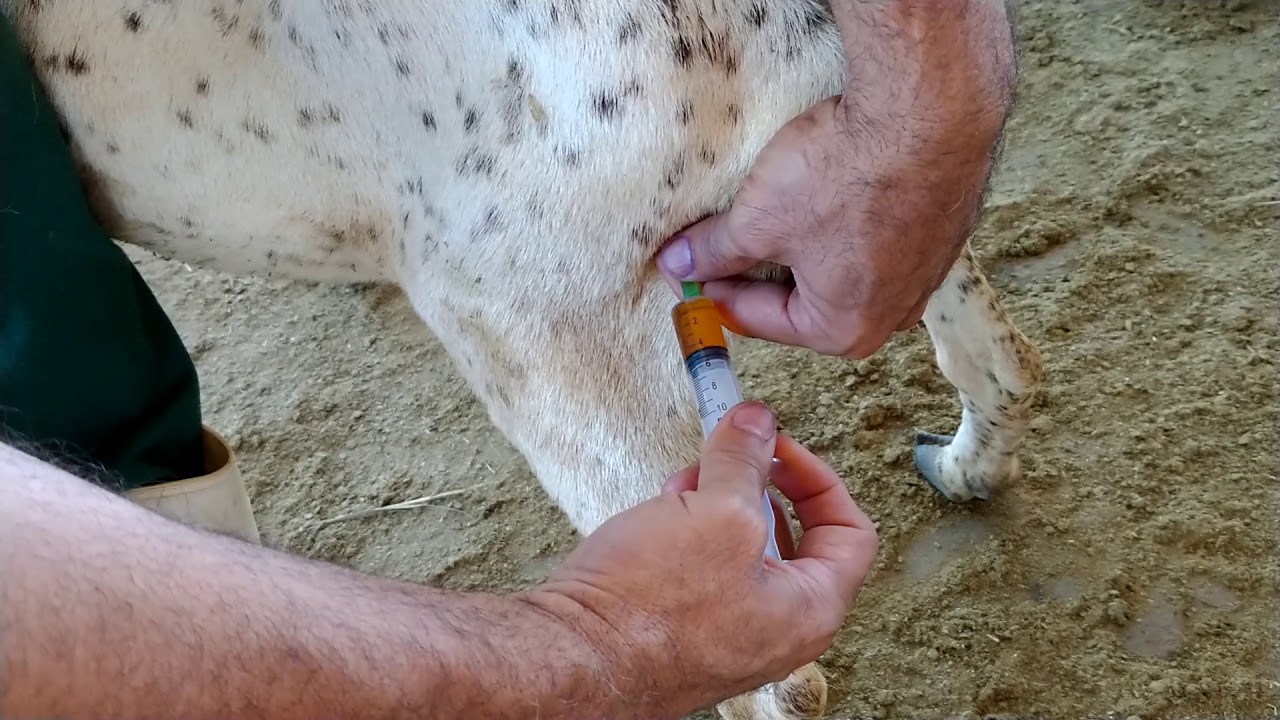 Ovinocultura - Aplicação de Medicamento Intra Muscular