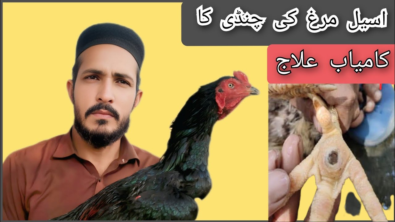اسیل مرغ کے پاؤں کی چنڈی، سوجن اور درد کا آسان دیسی حلAseel Murgh ke Chandi ka Asan Ilaj