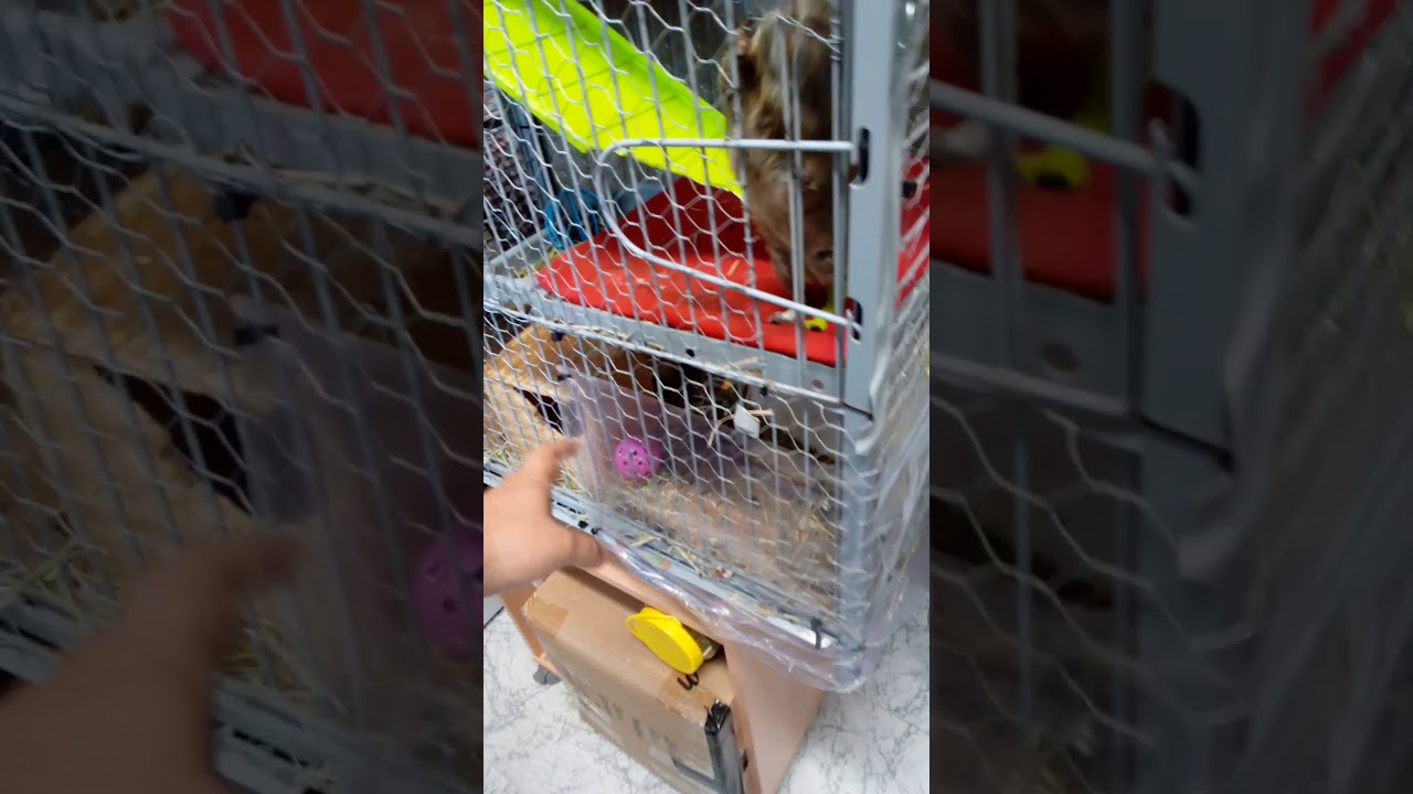 C&oacute;mo evitar que tiren peles y comida fuera de la jaula