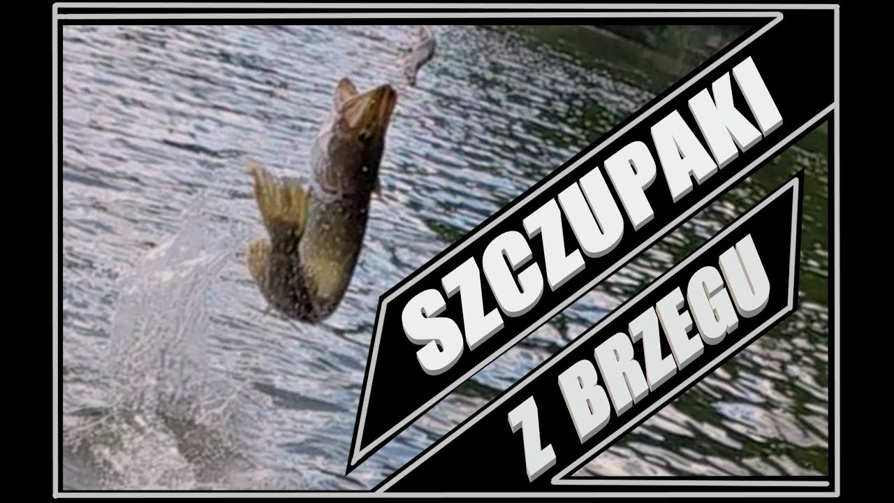 JUŻ GRYZĄ / sporo brań na sporą gumę