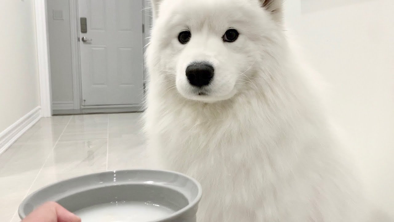 우유가 아파요..ㅠㅠ