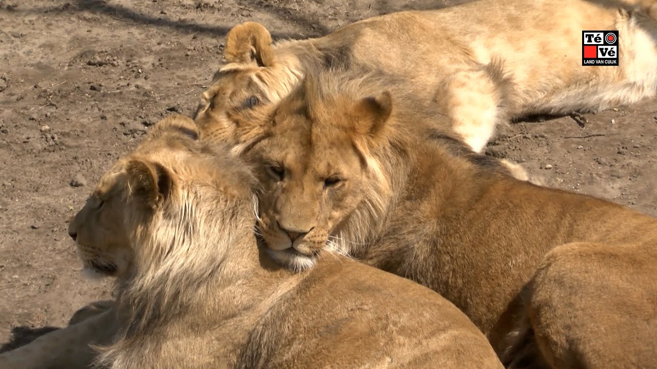 Oh, zit dat ZOO?! Afl.5 Ngorogoro