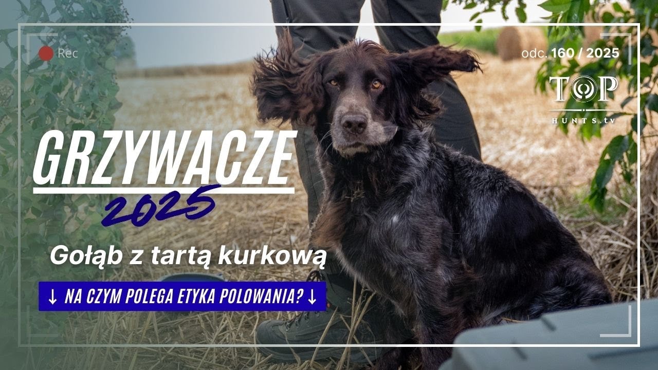 Polowanie na grzywacze 2025 cz.2