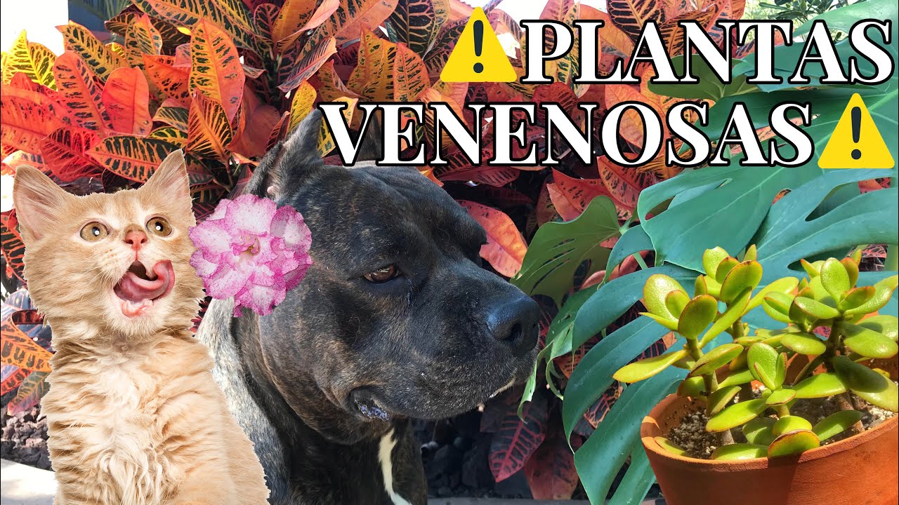 21 plantas tóxicas para mascotas: Perros y Gatos 🐶🪴🐱