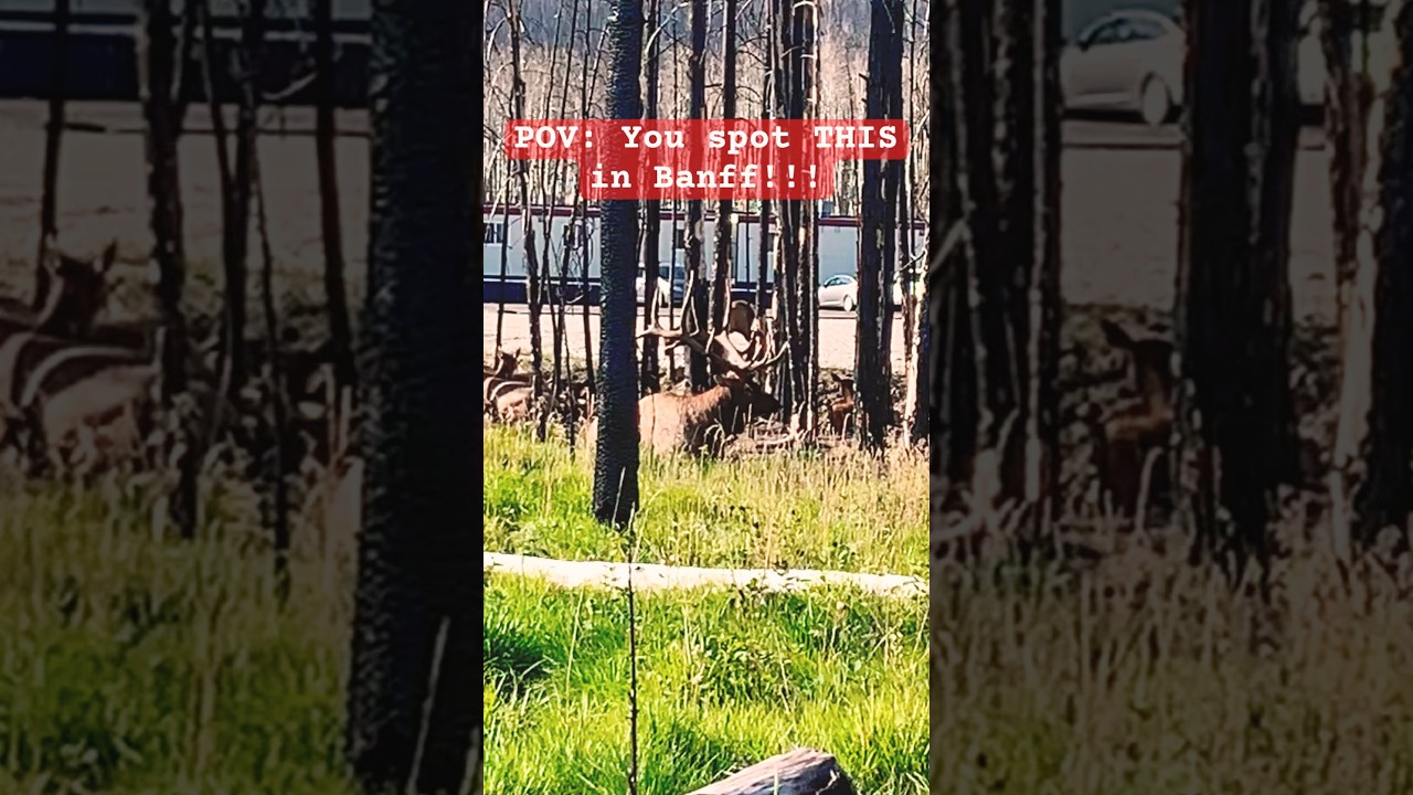 POV: You spot THIS in Jasper!!!