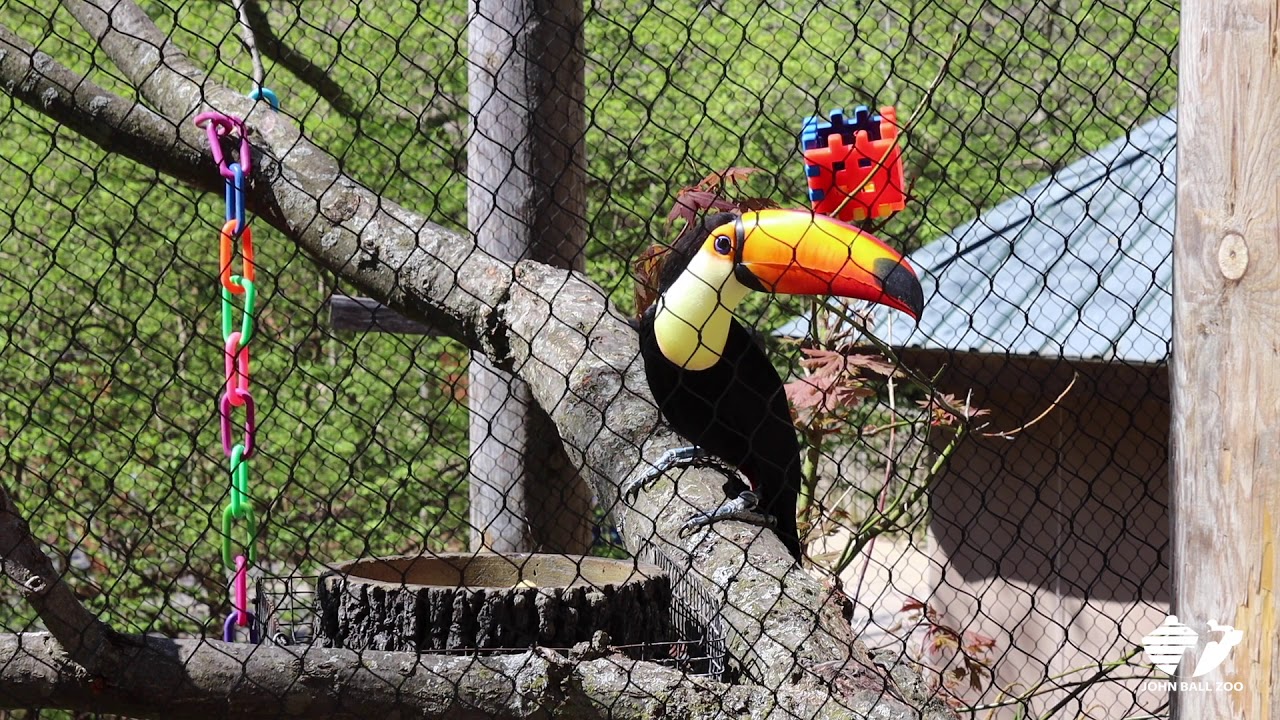 Zoo Insider - Toco Toucan Visit