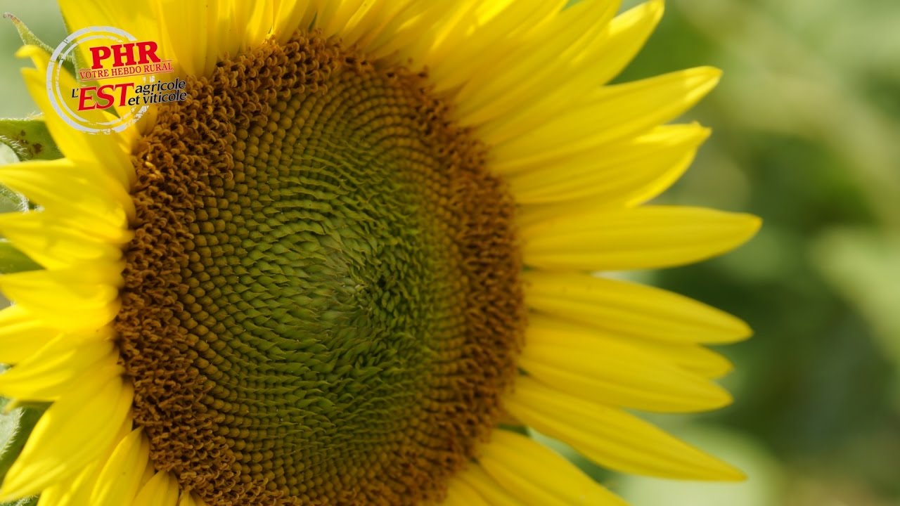 La culture du tournesol semences, étape par étape