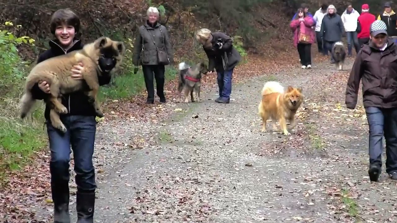 Eurasier des EKW treffen sich 2009 im Sauerland