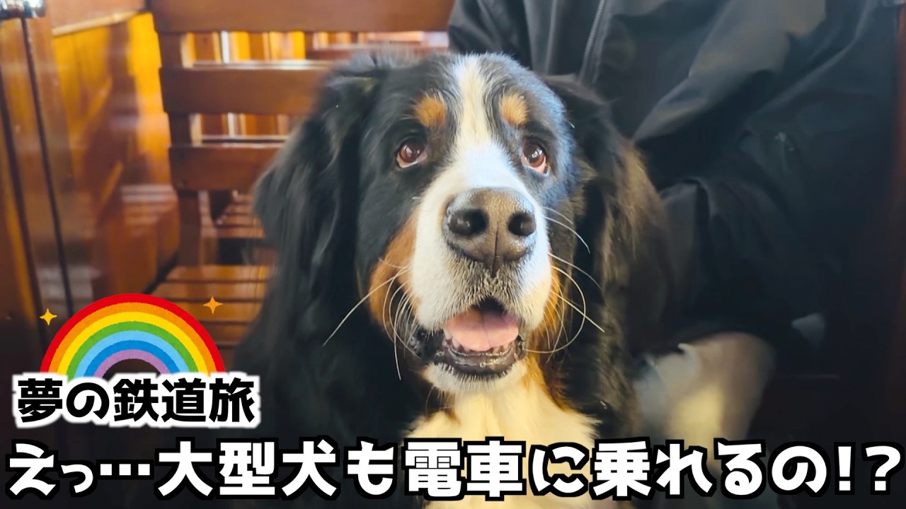 バーニーズと行く修善寺・虹の郷🌈大型犬と一緒に電車に乗れる夢の場所🐾