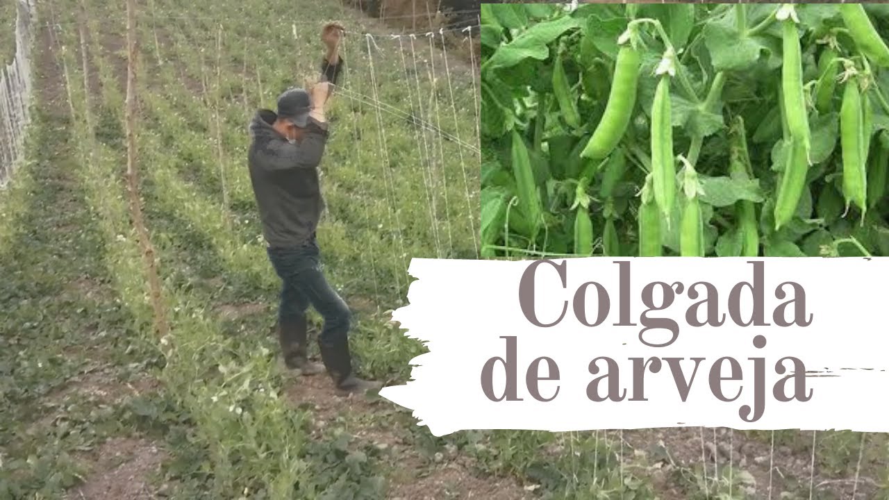 Colgada de arveja