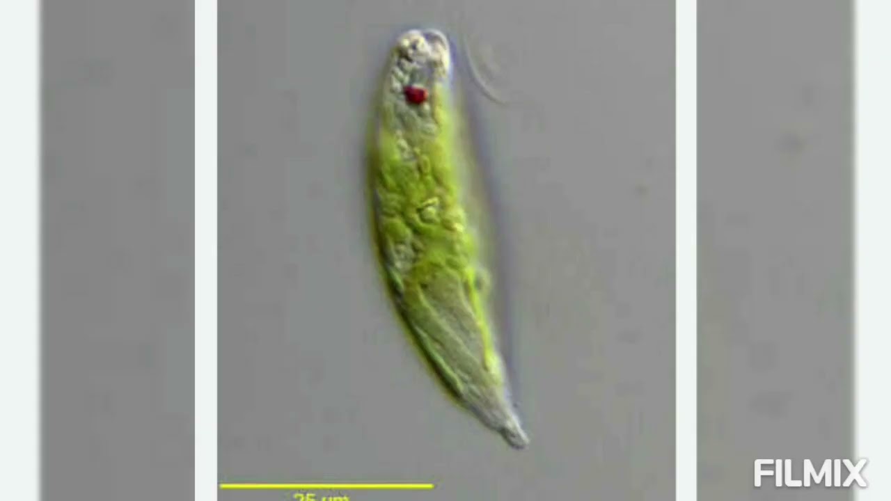 Euglena viridis = BEHAVIOUR