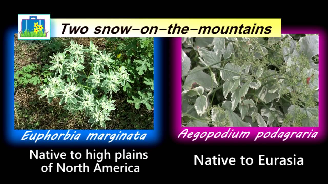 Curious Plant Stories of Snow-on-the-Mountain From A Wandering Botanist