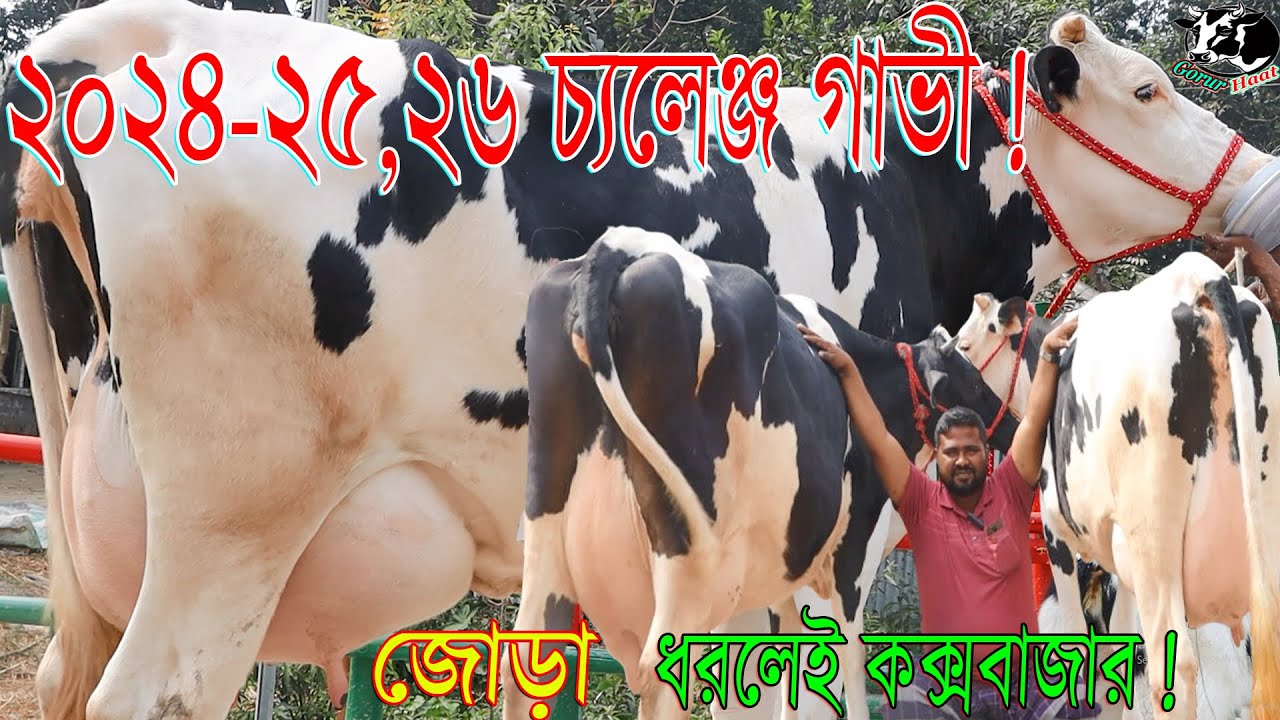২০২৪-২৫,২৬ চ্যলেঞ্জ গাভী জোড়া ধরলেই কক্সবাজার ! উত্তরবঙ্গের সর্ববৃহৎ খামার থেকে ! গরুরহাট