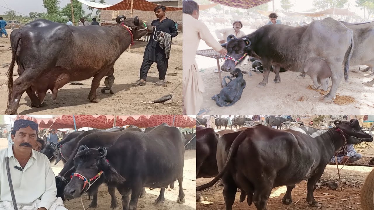 Sindhi Buffalos in Market price