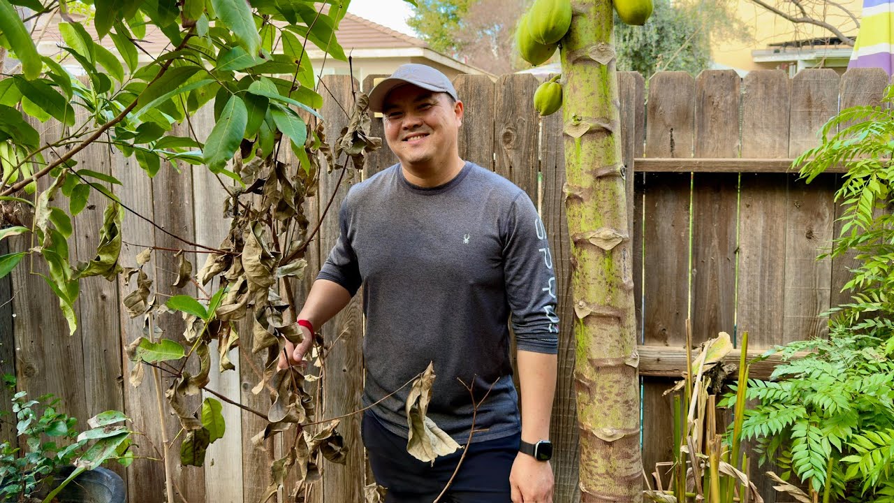 Growing Tropical Fruit Trees Unprotected vs. Greenhouse vs. Climate Controlled