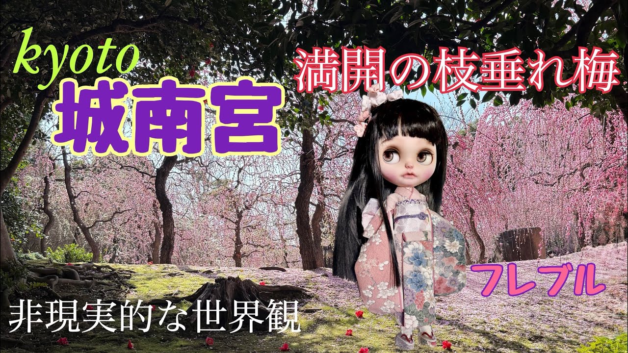 kyoto【満開の枝垂れ梅】城南宮　京都で有名な梅の名所　　梅と言えばココは外せない‼️ 非現実的な世界観　