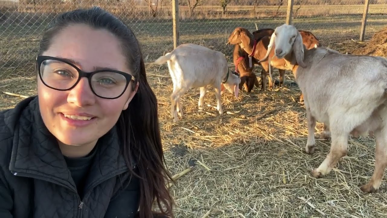 Microferma noastră/Frumusețea vieții la țară