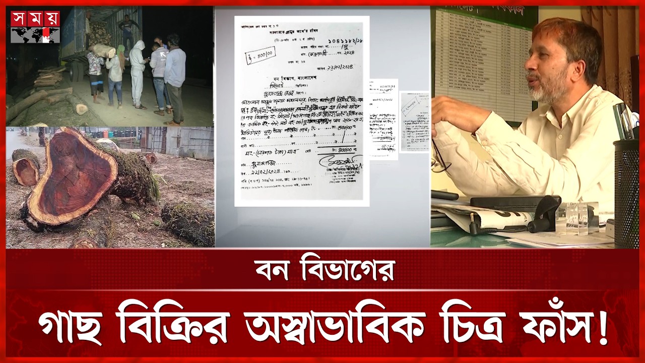 বন বিভাগের অদ্ভুত কাণ্ড, কৌশলে গাছকে লাকড়ি হিসেবে বিক্রি! | Sylhet News | Forest Department
