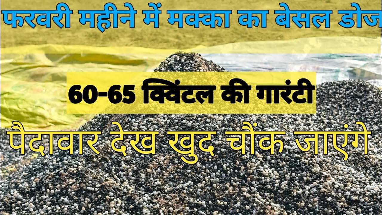 मक्का में पहली खुराक || दमदार बेसल डोज || फरवरी महीने में मक्का की खेती #khetibadi #makkah 