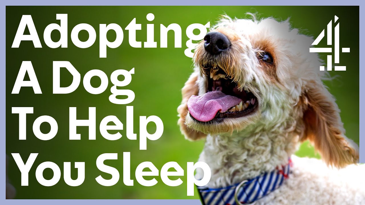 Could You Give This Nervous Dog A Home? | The Dog House