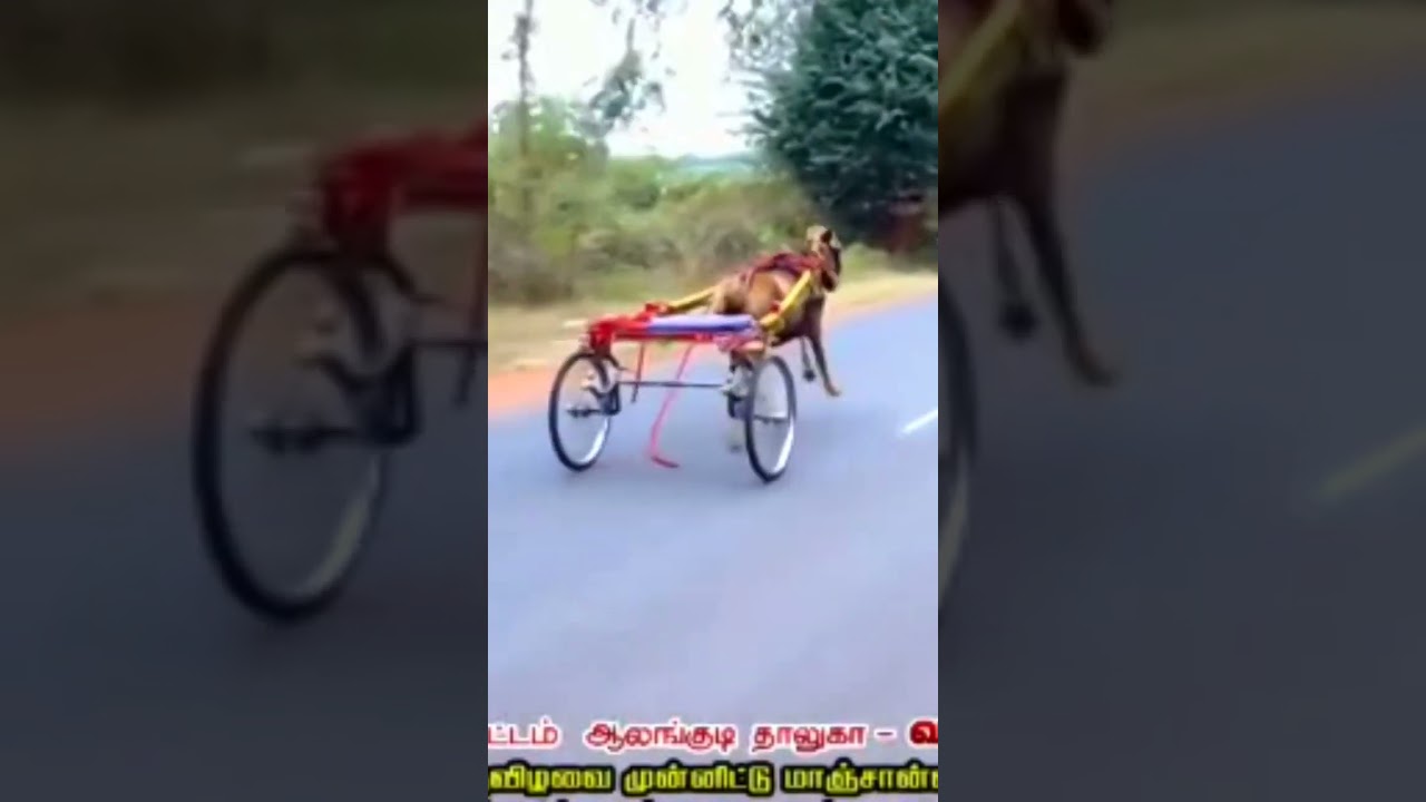 ஓடு ஓடு ஓடு 🔥குதிரை ஒத்தையா வருது🔥🔥🐎🐎🐎