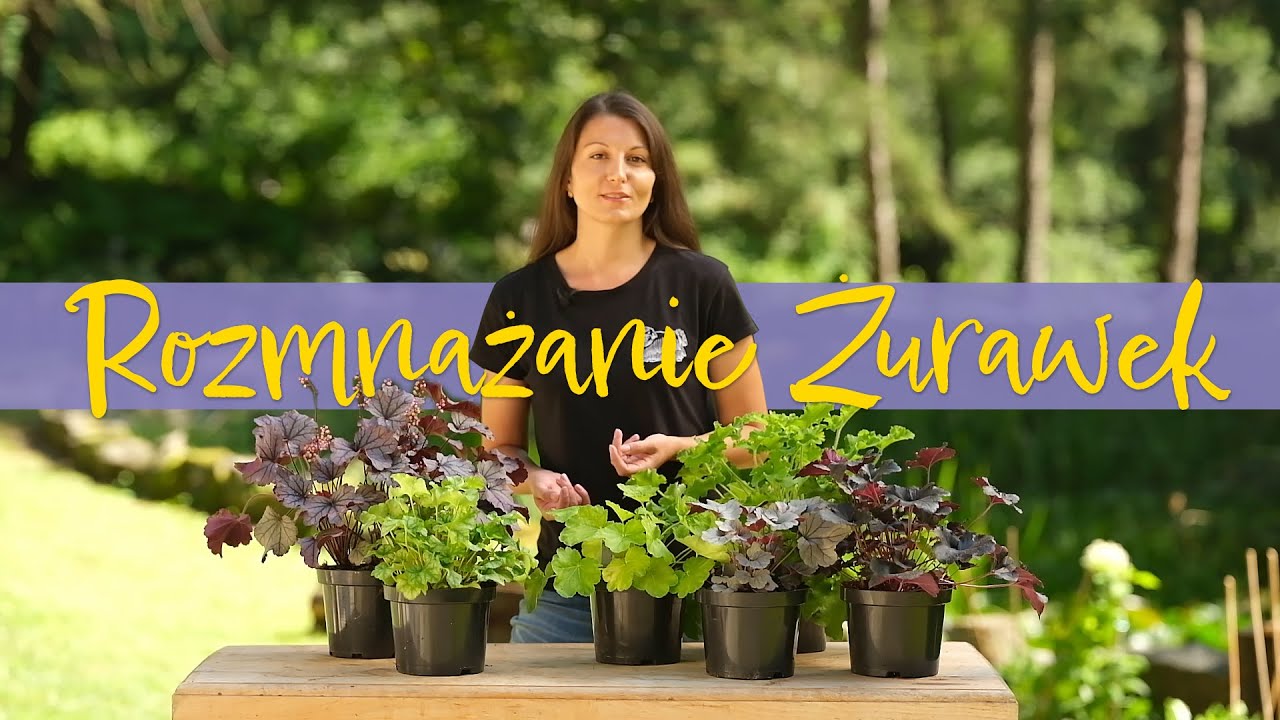 Rozmnażanie żurawek. Kurs rozmnażania roślin ozdobnych.