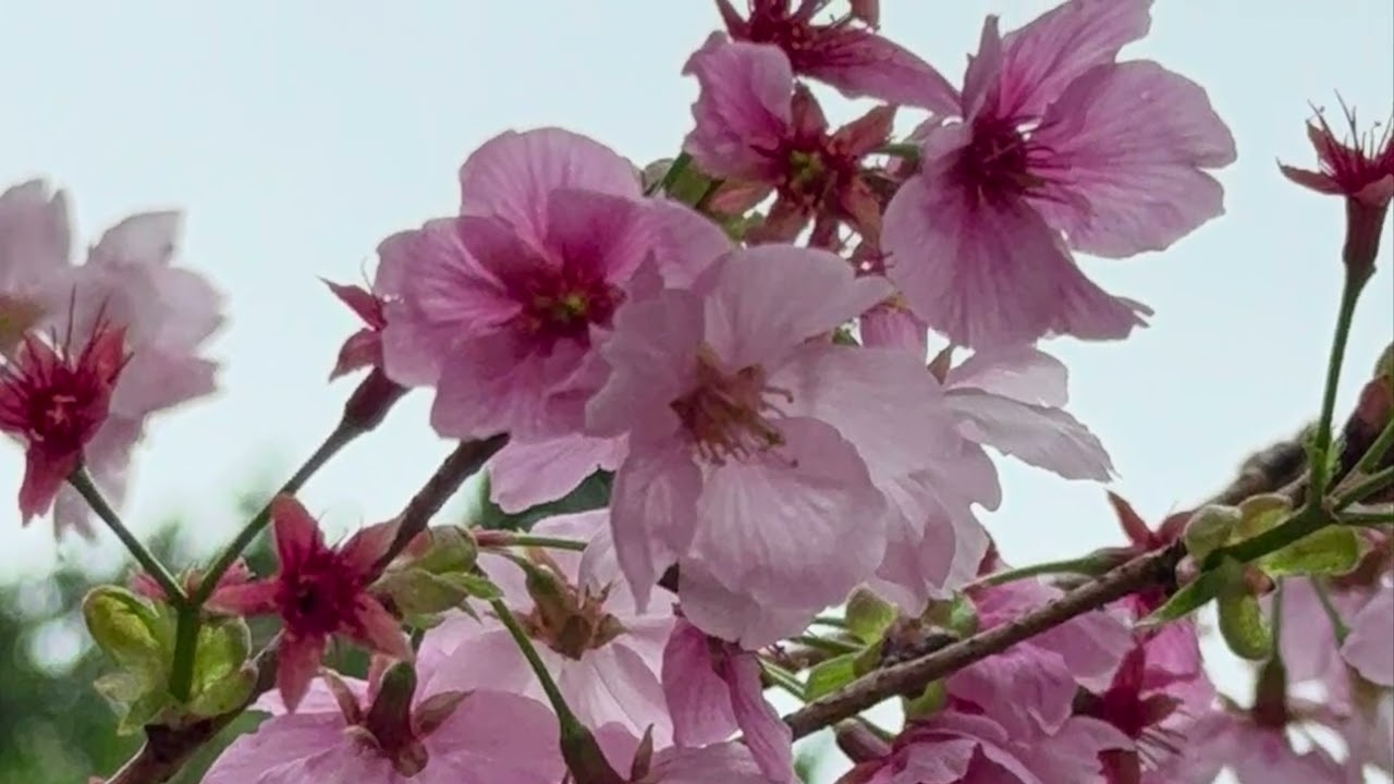 《樱花》SAKURA 香港石門樱花🌸SAKURA in Hong Kong