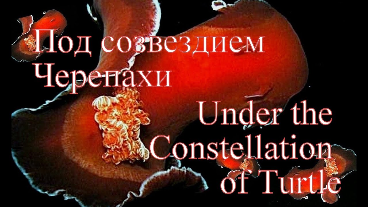 Под созвездием Черепахи&Under the Constellation of Turtle