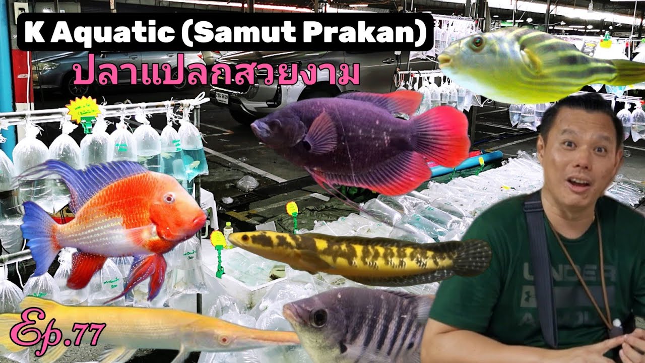 K Aquatic​ (Samut​ Prakan)​ปลา​แปลก​สวยงาม​🐟Ep.77