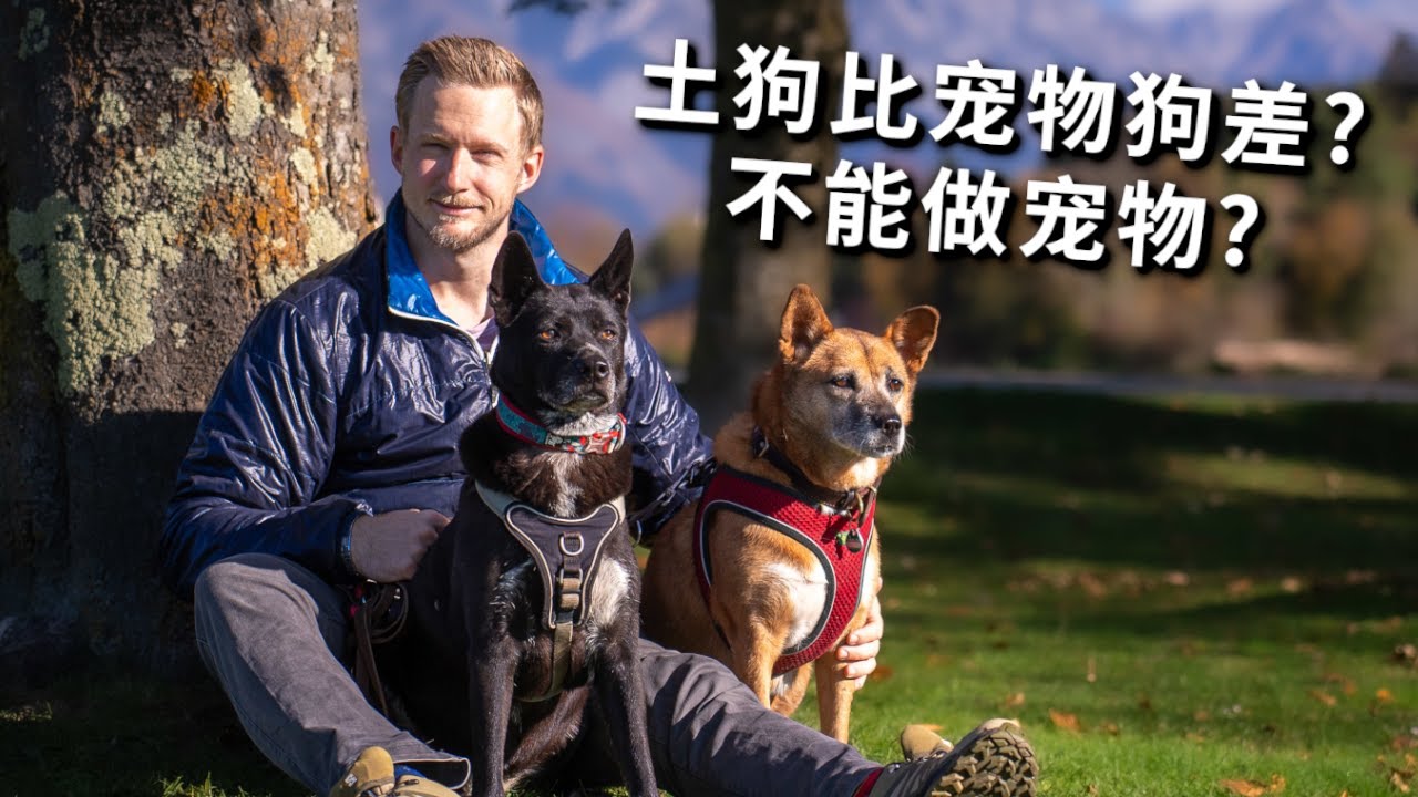 土狗不能当宠物？土狗才是不坑人、适合新手家养的狗，看我的土狗如何完胜宠物犬 Chinese Dog is the Perfect Pet Dog for Family Vlog
