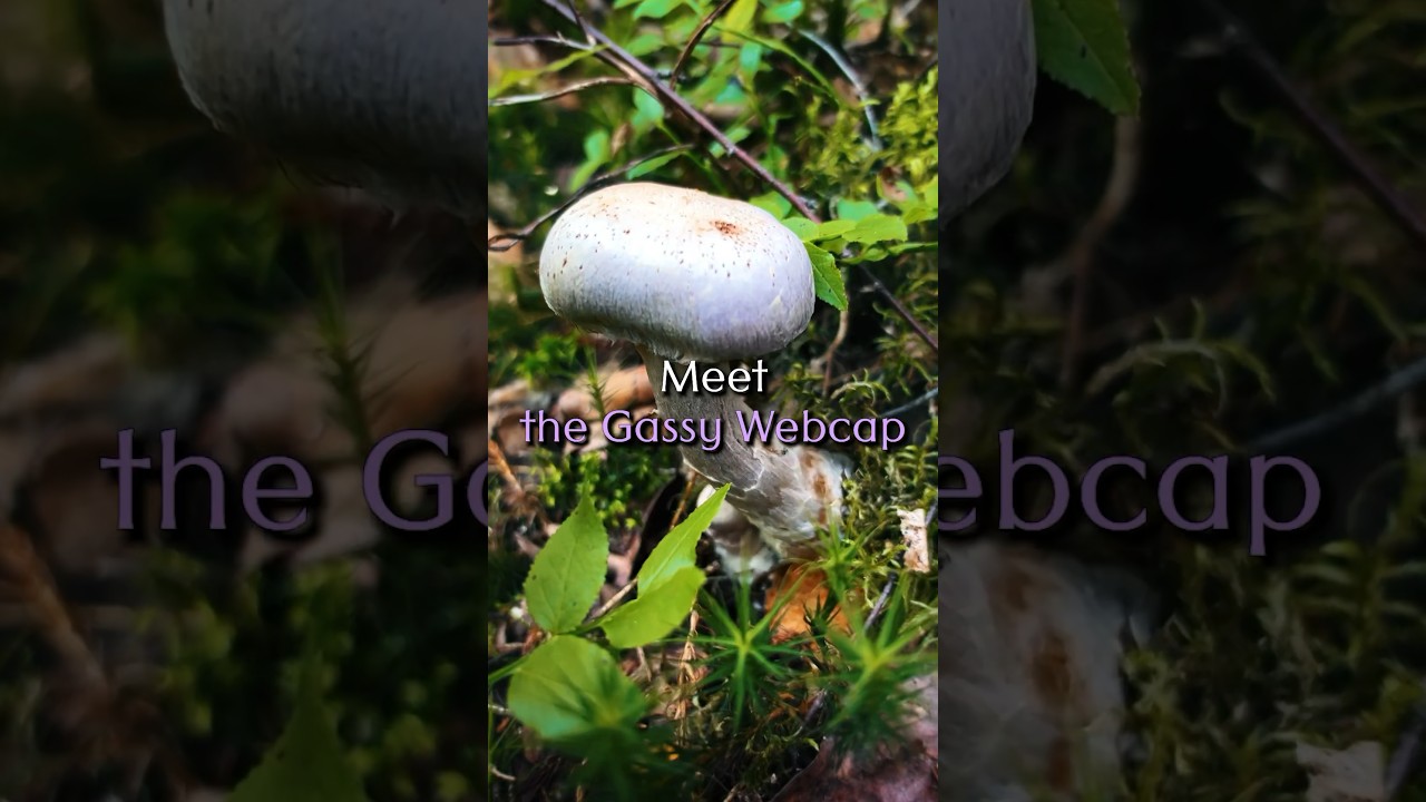 Foraging and a Smelly Discovery! 🍄#shorts #fungi #mushroom