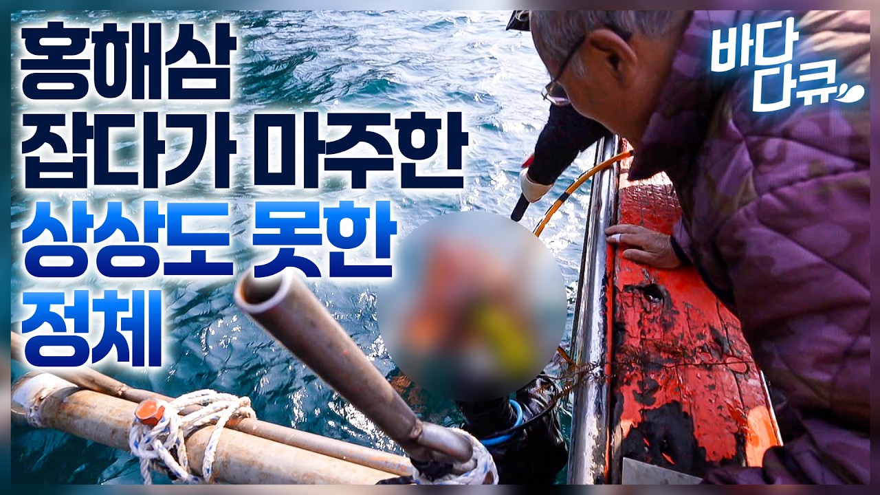 홍해삼이 마음처럼 잘 안잡혀 육지로 돌아가려던 그때, 어부들 앞에 나타난 상상도 못한 정체/몸 값 더 비싼분 모셔왔습니다/#바다다큐