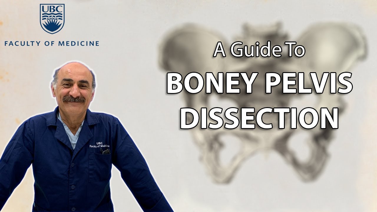Boney Pelvis