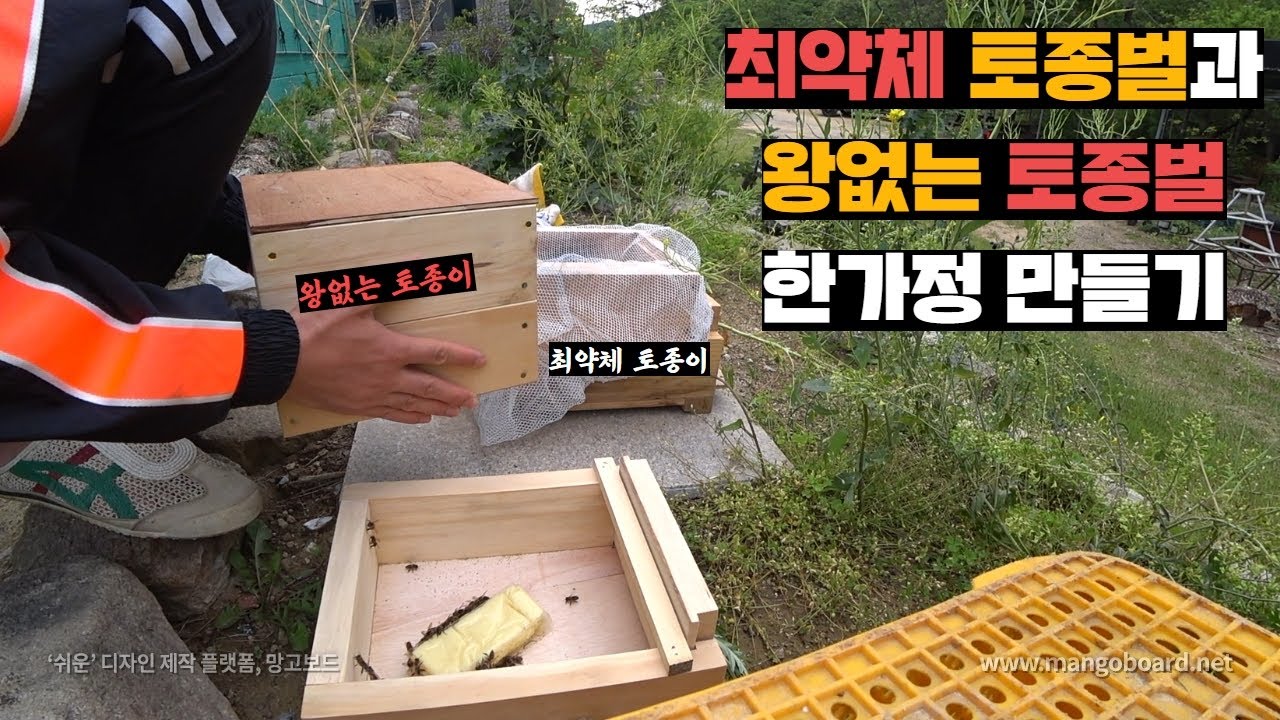 여왕벌 없어진 토종벌, 양봉장 최약체 토종이한테 합체시키기