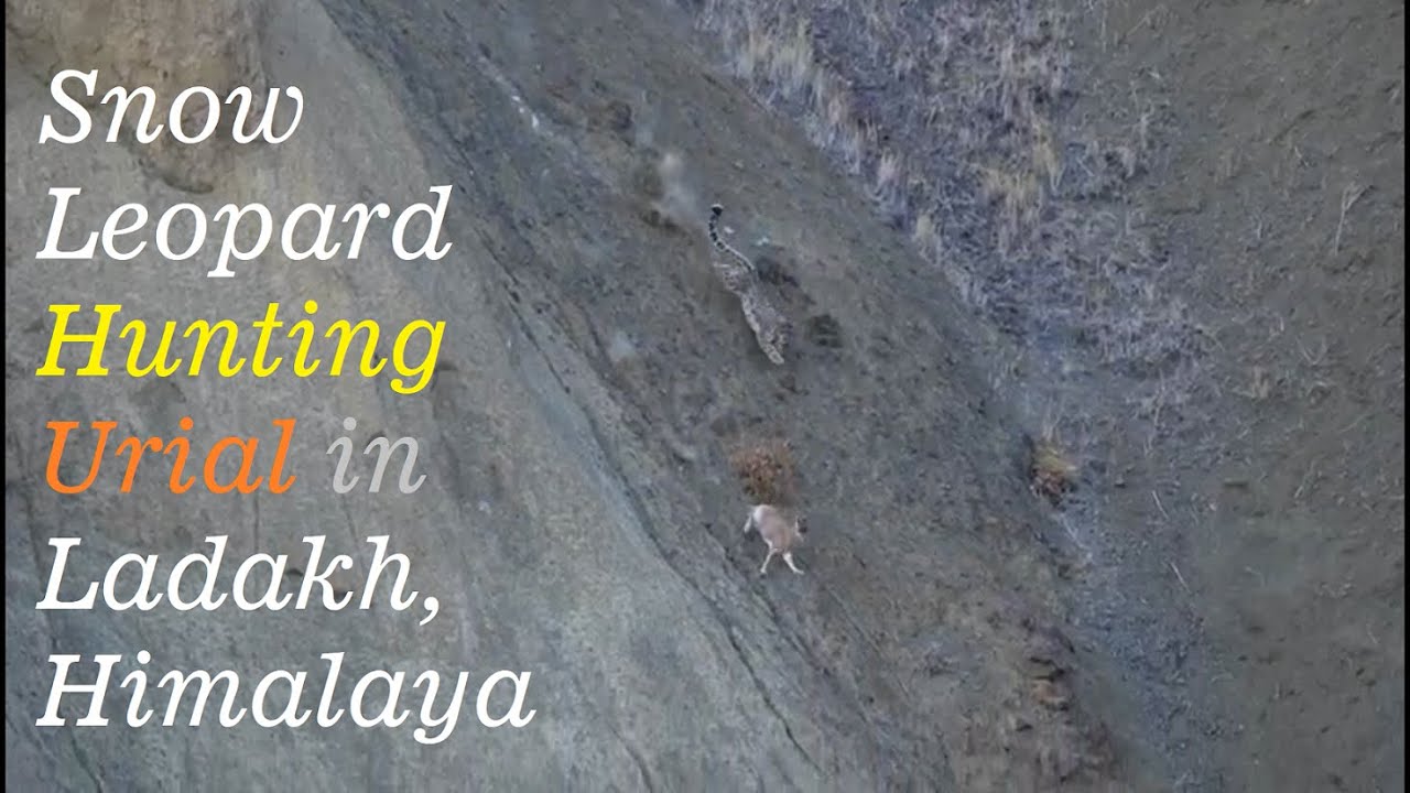 Snow Leopard hunting Urial | Ladakh | Himalaya