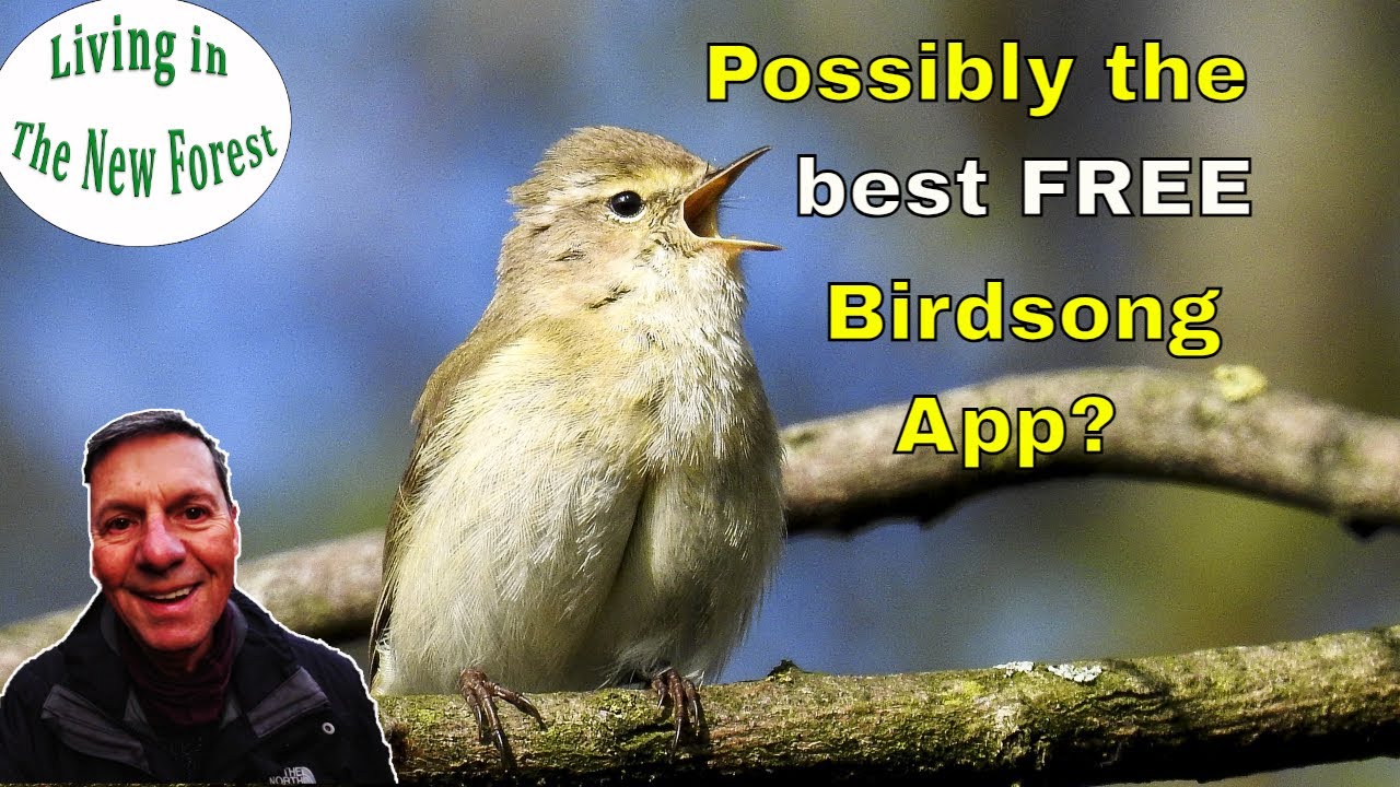 Possibly the best FREE Bird song App? #birdsong