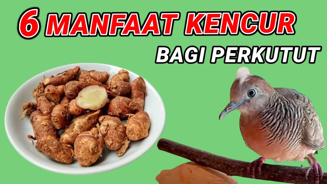 6 Manfaat kencur bagi perkutut Agar tambah gacor bersuara jernih