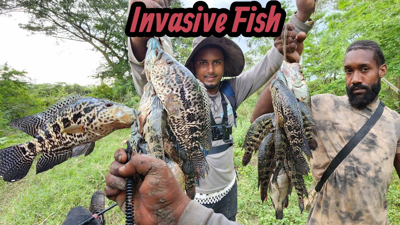 Extreme Fishing for Invasive jaguar Cichlid 