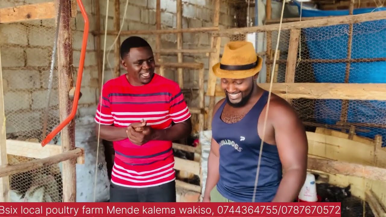 Leero nkuletedde aba Chicken nation local poultry farm e nansana bujuko batandika mpola Kati bakuze