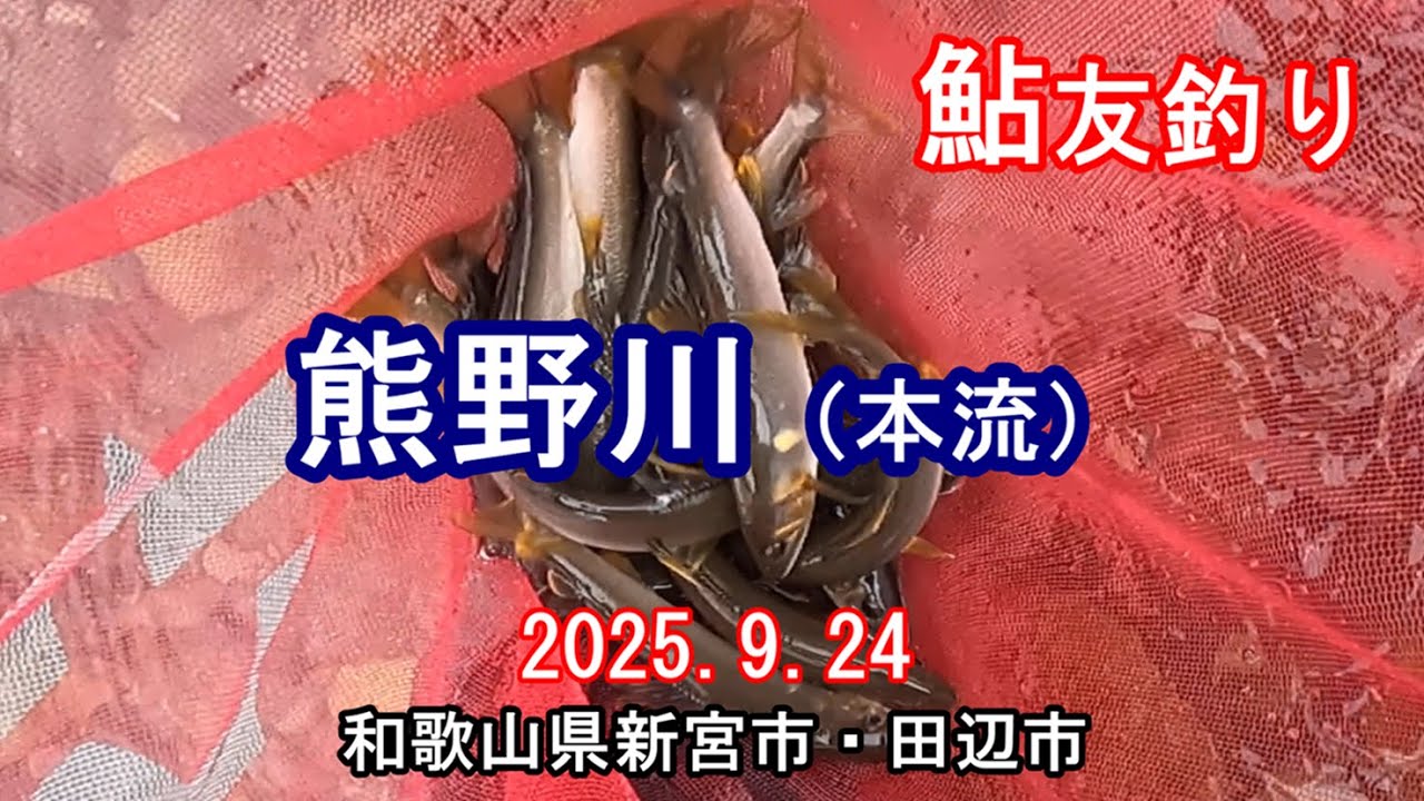 鮎の友釣り　熊野川（本流）　敷屋大橋～高津橋　和歌山県新宮市・田辺市　2025.9.24