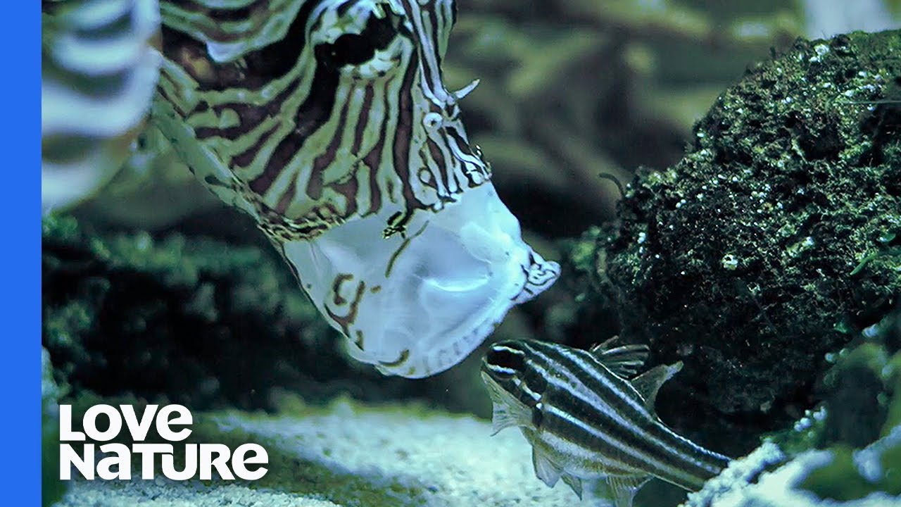 Lionfish: The Underwater Assassin That 'Vacuums Up' Fish