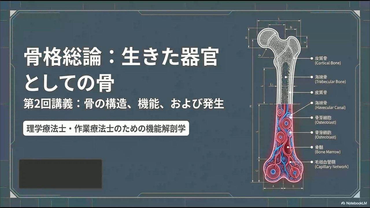 ［解剖学：骨格･関節靭帯系；レベル２］ 2 骨格総論