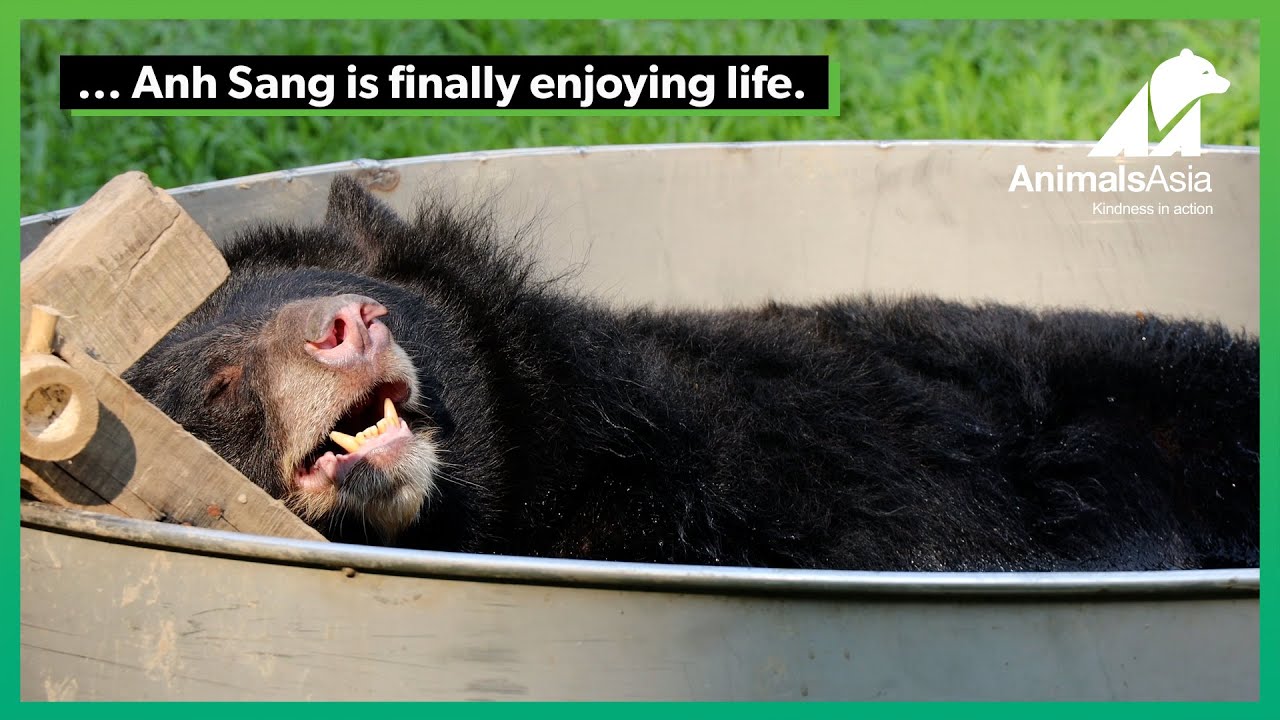 Rescued moon bear Anh Sang feels the love
